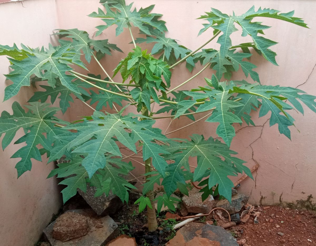 Papaya - new branches spring up