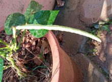 Pea fruit for seeds