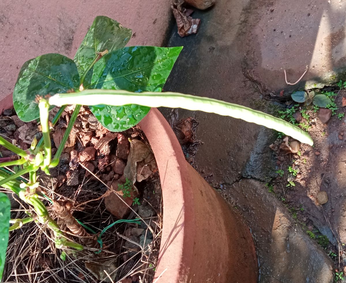 Pea fruit for seeds