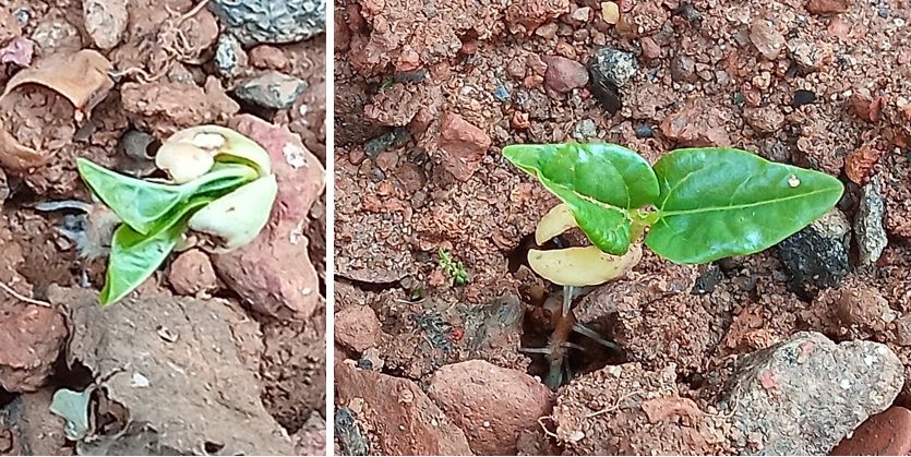 Pea saplings - early growth