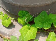 Pumpkin plants growing