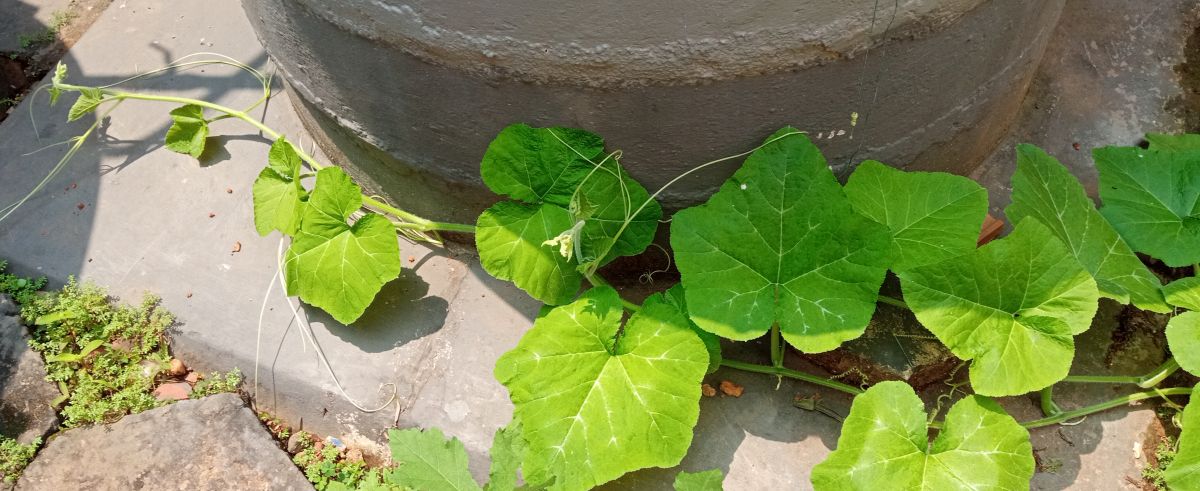 Pumpkin plants growing