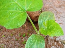 Pumpkin sapling (Cucurbita pepo) growing