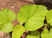 Pumpkin saplings