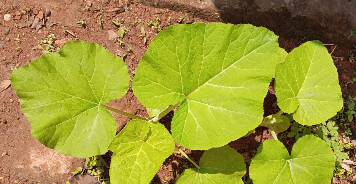 Pumpkin saplings