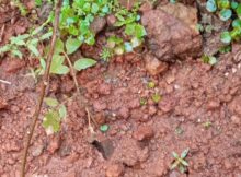 Replanted curry leaves day 2