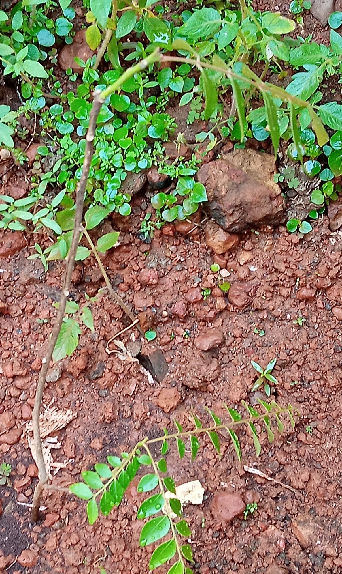 Replanted curry leaves day 3