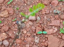 Replanted curry leaves springing new leaves