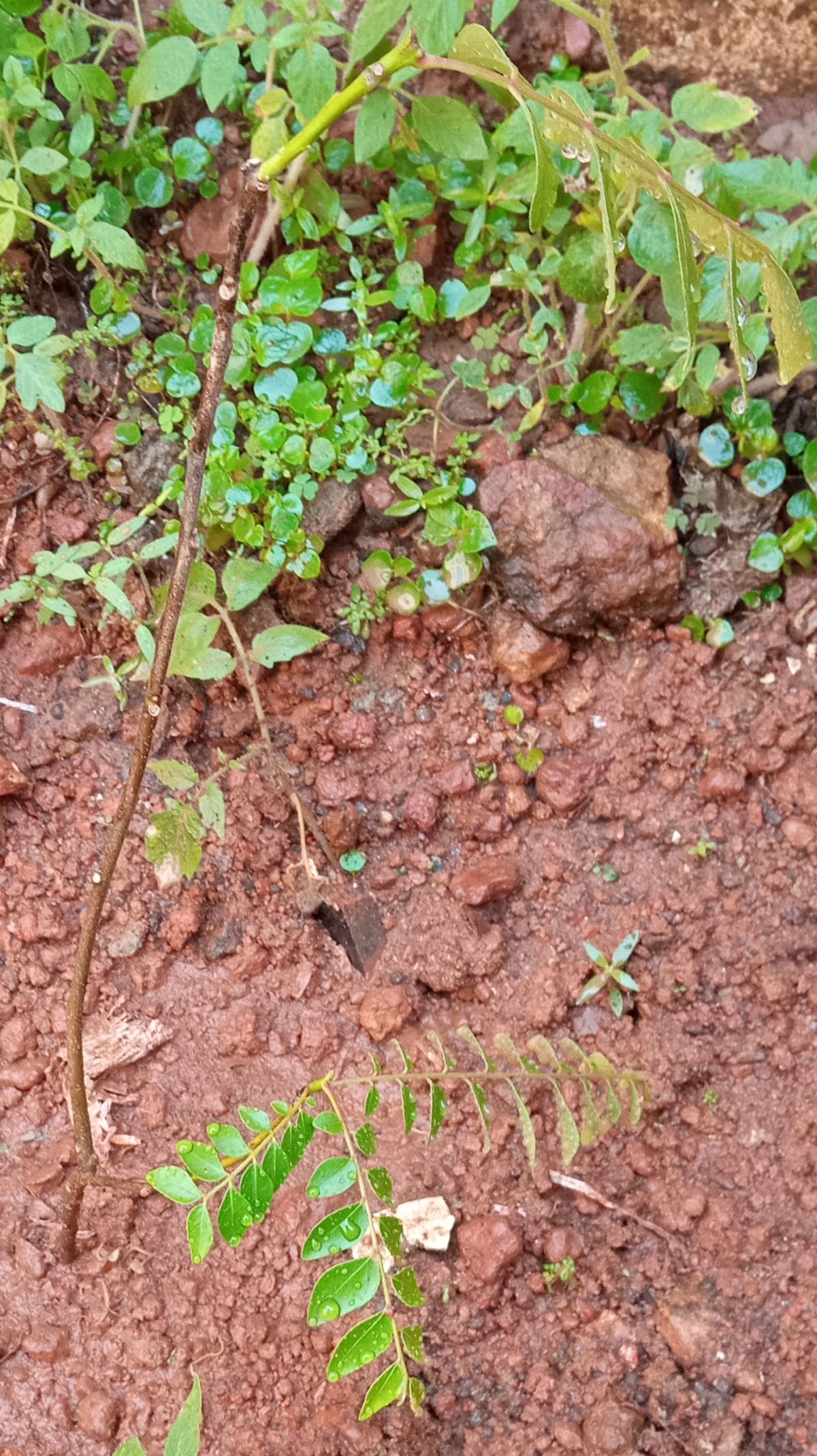 Replanted curry leaves day 2