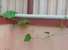 Ridge gourd plant on the wall