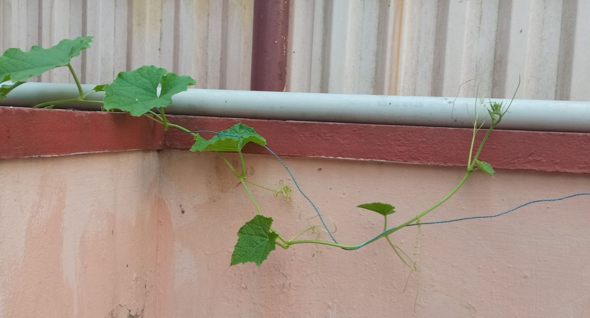 Ridge gourd plant on the wall