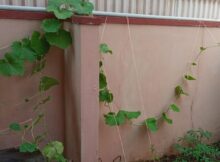 Ridge gourd plant spreading wide