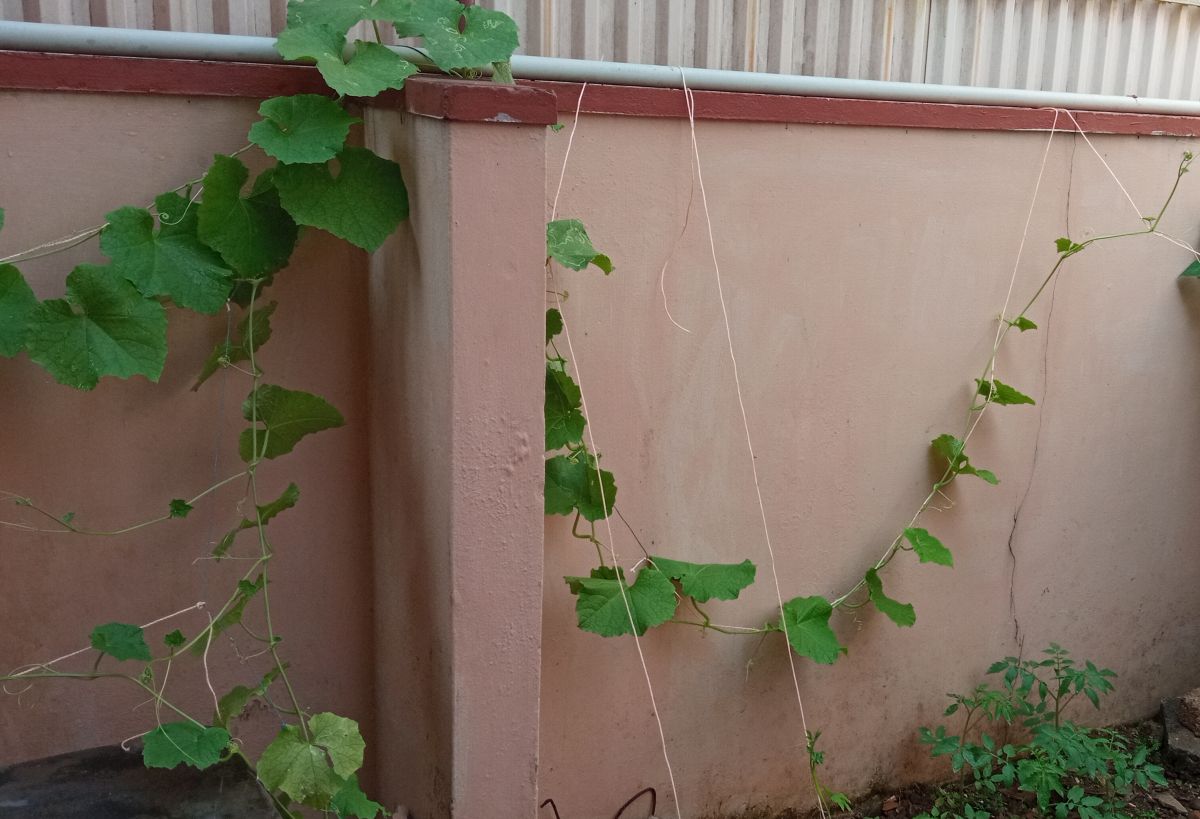 Ridge gourd plant spreading wide