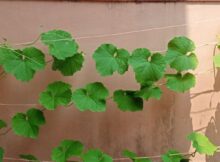 Ridge gourd plant with branches