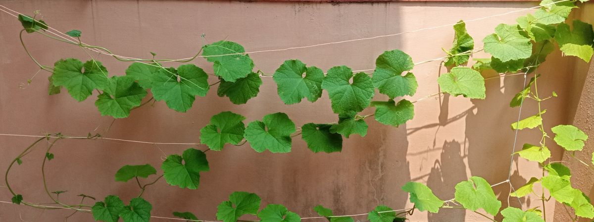 Ridge gourd plant with branches