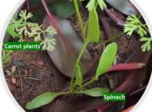 Spinach sapling (Spinacia oleracea) growing