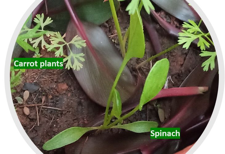 Spinach sapling (Spinacia oleracea) growing