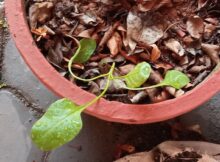 Spinach sapling replanted