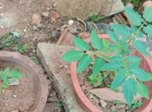 Tomato plants replanted in pots