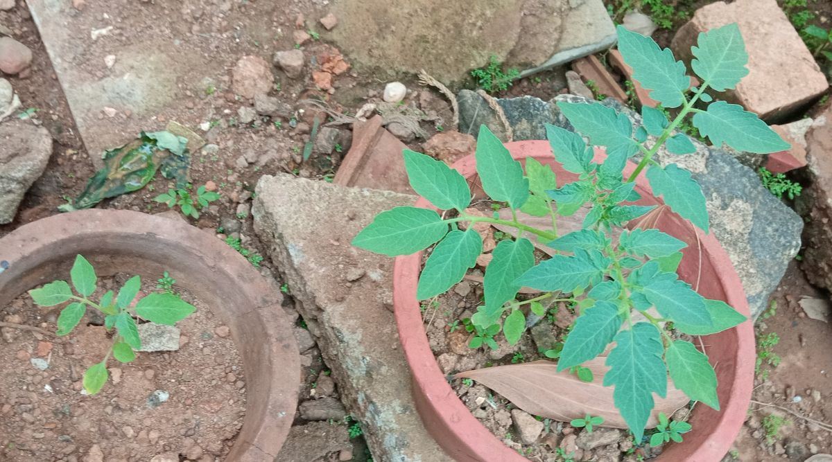 Tomato plants replanted in pots