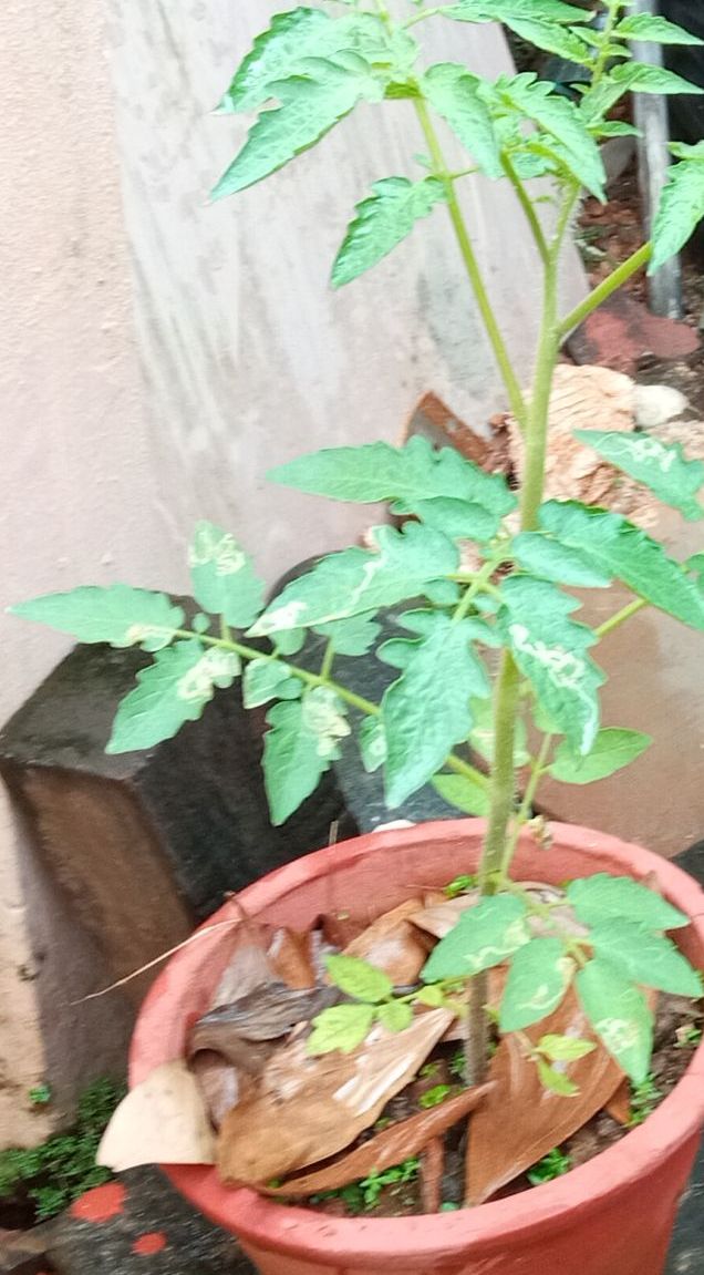 Tomato plant in pot