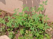 Tomato plants