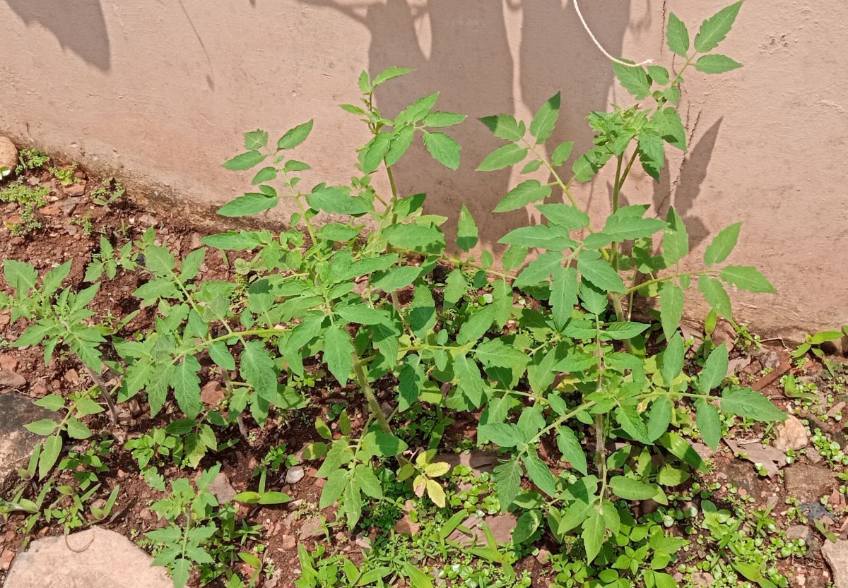 Tomato plants