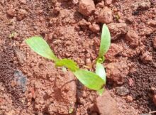 Coriander saplings