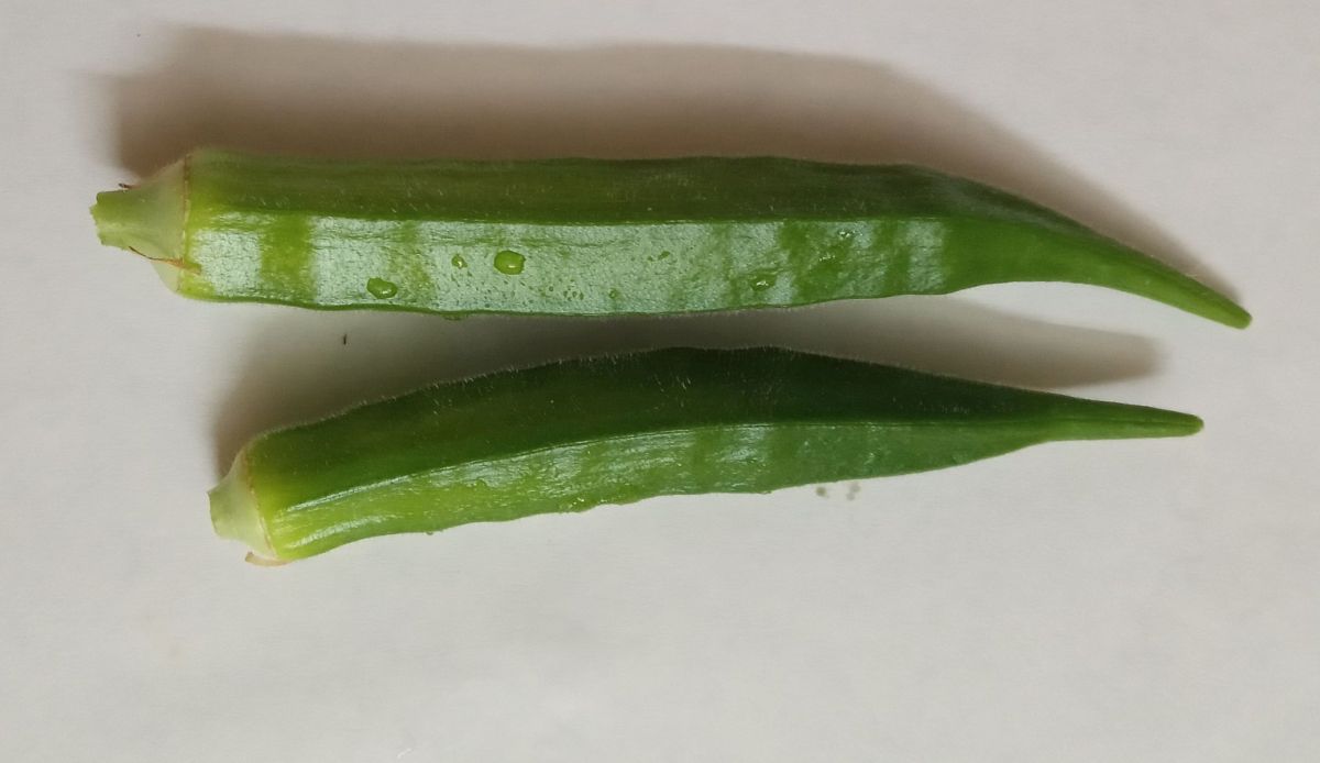 Okra (Abelmoschus esculentus) mature fruits