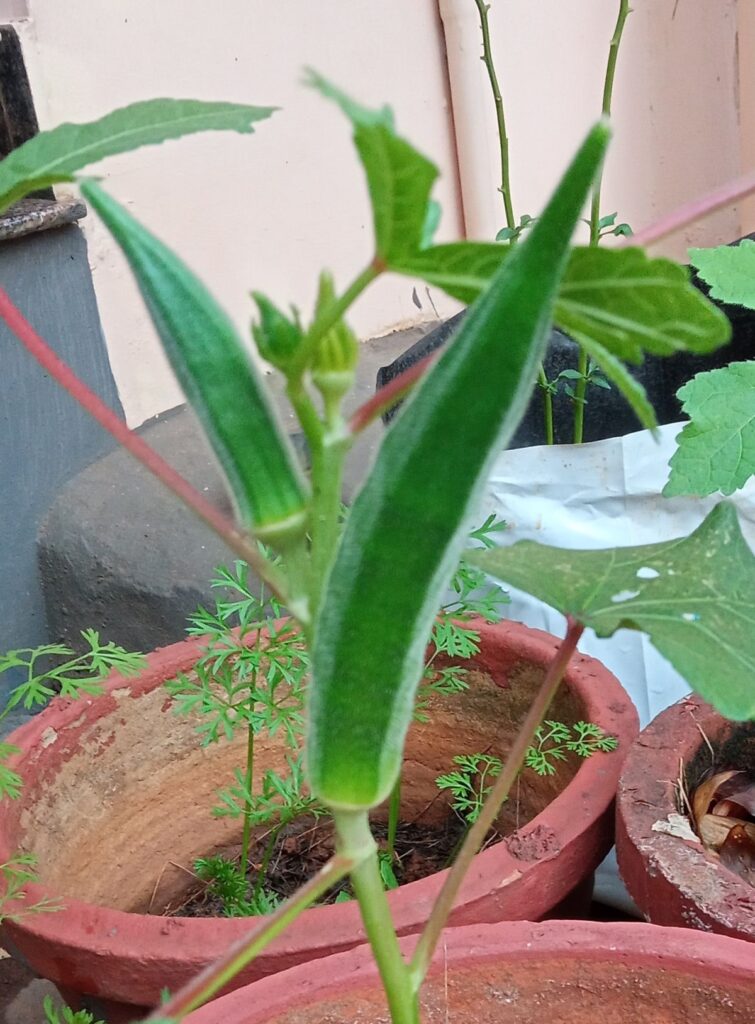 Okra (Abelmoschus esculentus) fruits