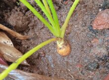 Carrot developing