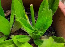 Mexican coriander - new inflorescence