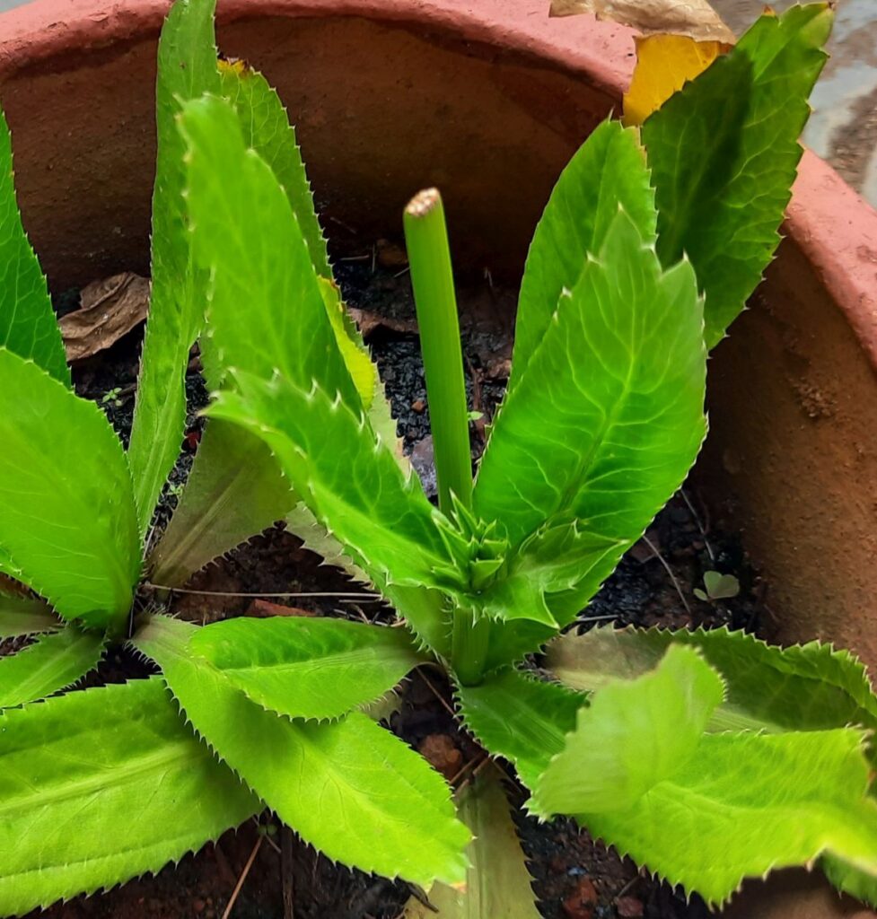 Mexican coriander - new inflorescence