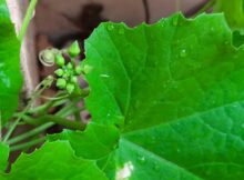 Ridge gourd buds