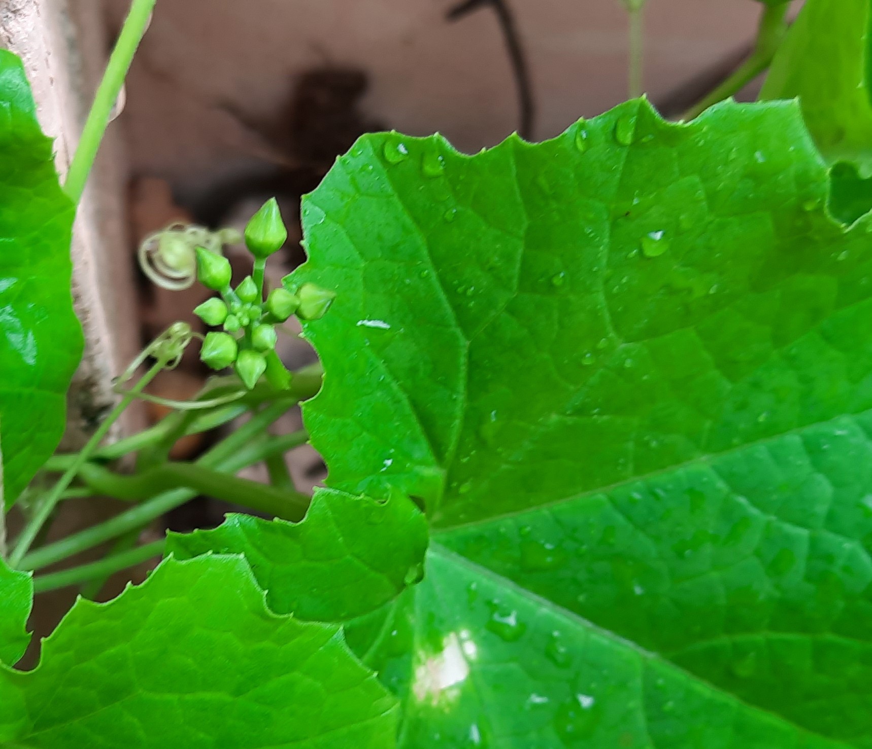 Ridge gourd buds