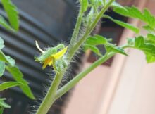 Tomato flower