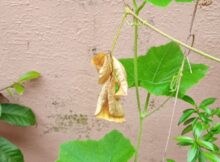 Snake gourd plant