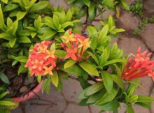 Beautiful Ixora flowers with plenty of leaves