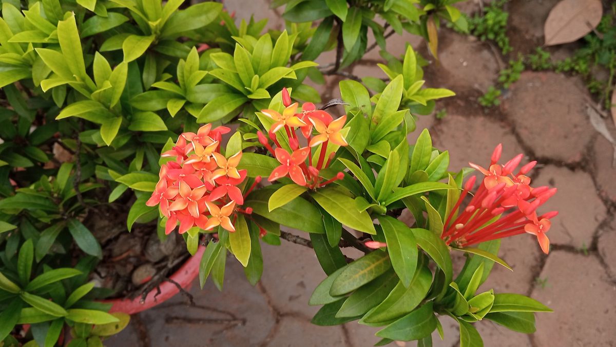 Beautiful Ixora flowers with plenty of leaves