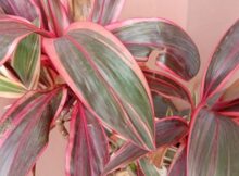 Cordyline or Ti Plant