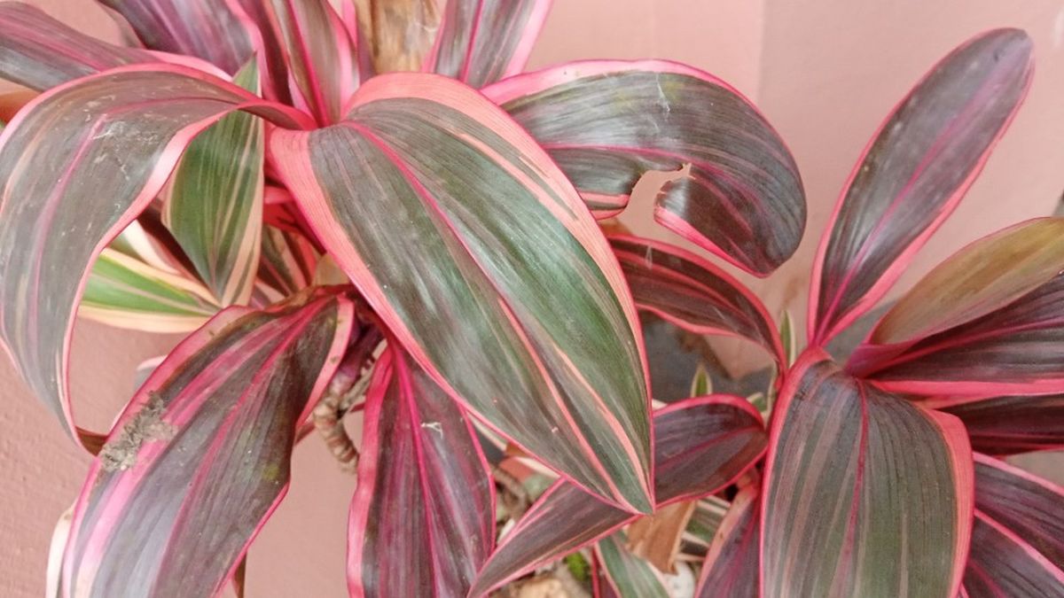 Cordyline or Ti Plant