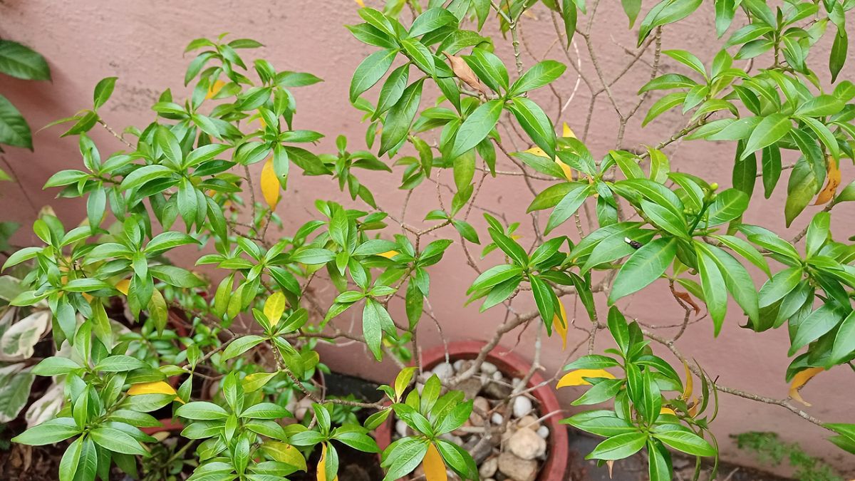 Crepe Jasmine with flower buds