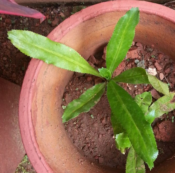 Mexican coriander