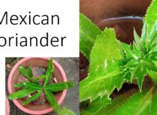 Mexican coriander