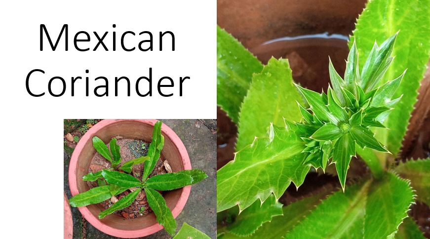 Mexican coriander