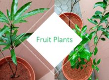 Fruit plants