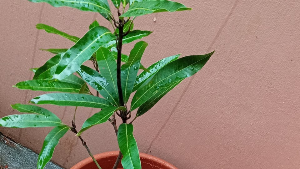 Mango plant