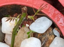 Rose stem sprouting after 9 weeks of dormancy