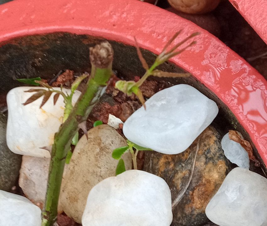 Rose stem sprouting after 9 weeks of dormancy