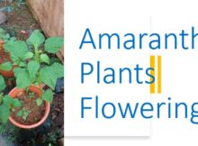 Amaranth Plants Flowering